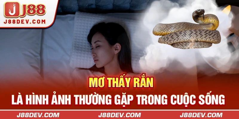 Mơ thấy rắn là hình ảnh thường gặp trong cuộc sống